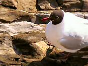 Black-headed Gulls