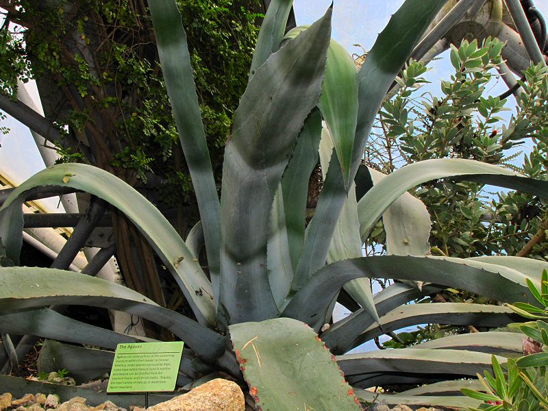 The Agaves - Mediterranean Biome