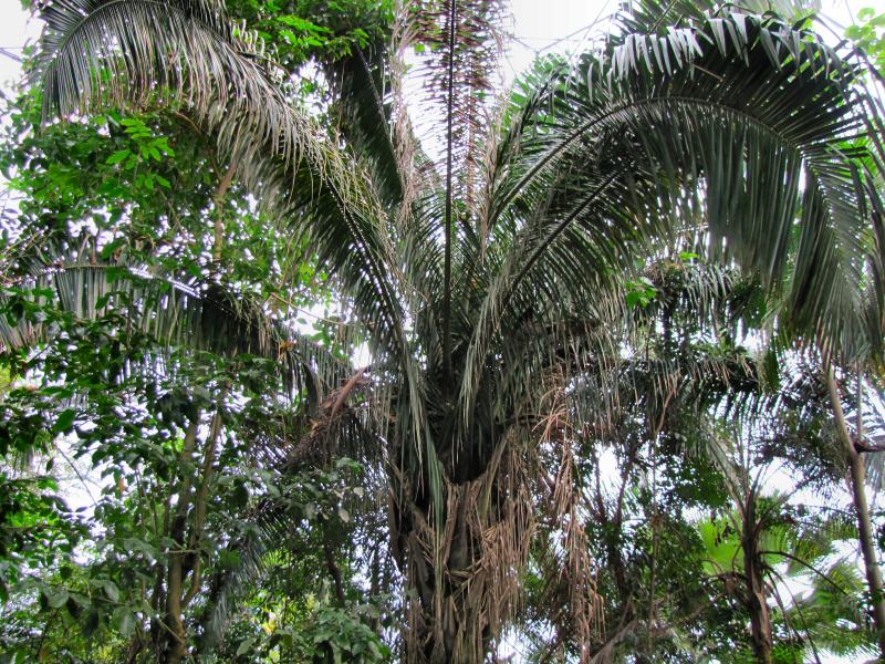 Inside the Rainforest Biome