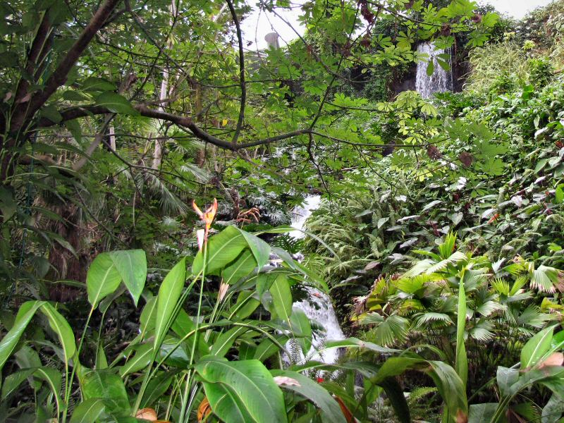 The Waterfall - Rainforest Biome