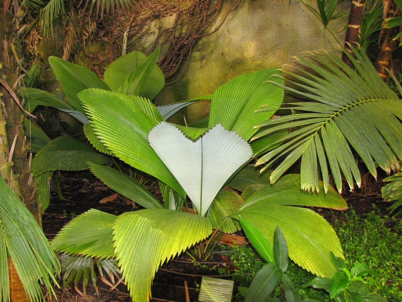 Johannesteijsmannia magnifica - Rainforest Biome