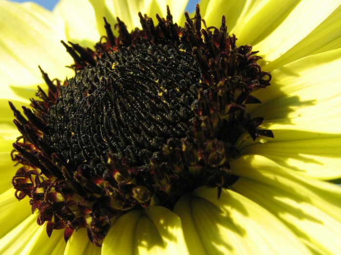 Cotehele Gardens - Sunflower