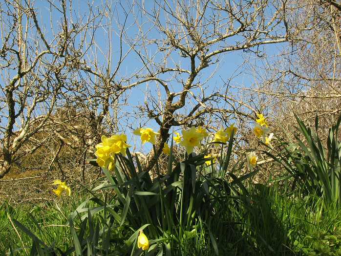 Cotehele - Daffodils
