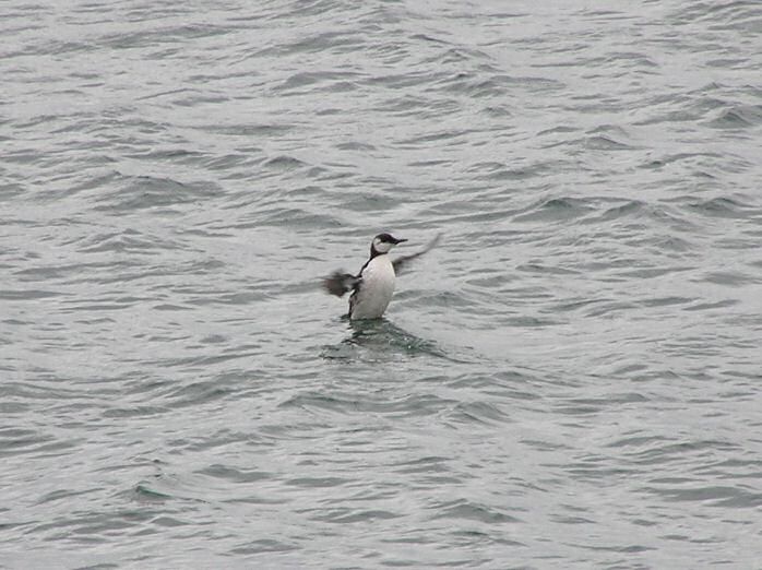 Guillemot Plymouth Sound