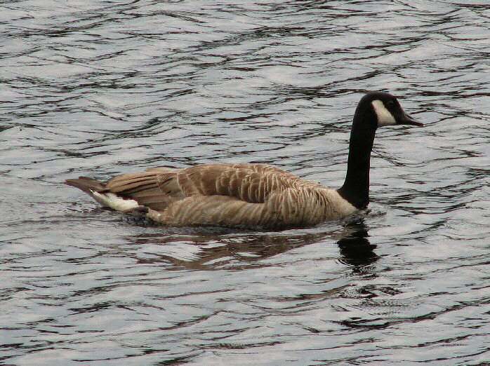 Canada Geese - Ventnor, Dartmoor