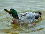 Water off a duck's back - Mallard, Slapton Ley