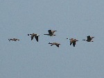 Canada Geese, Slapton Ley