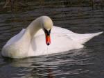 Mute Swan, Slapton Ley