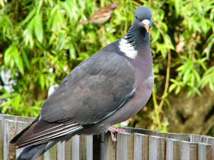 Wood Pigeon