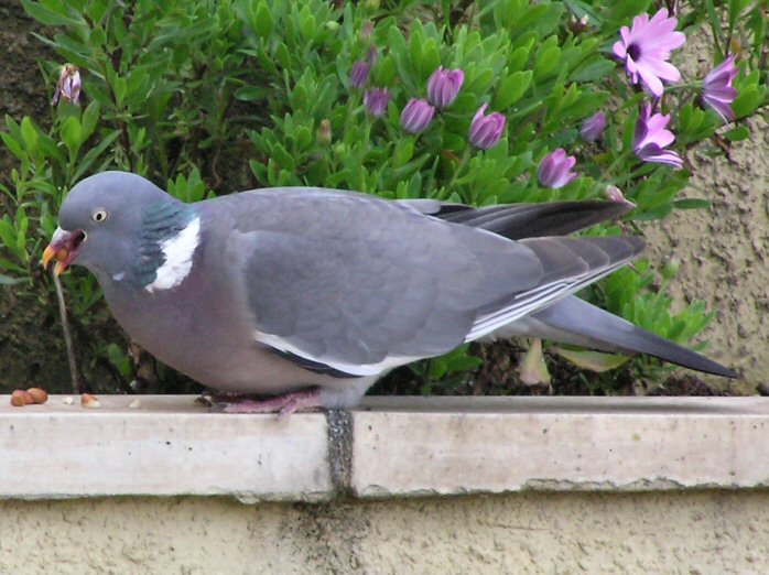 Wood Pigeon