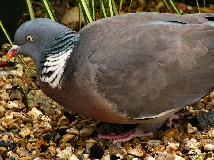 Wood Pigeon