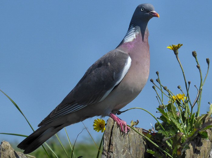 Wood Pigeon