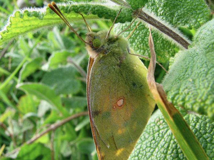 Clouded Yellow, Whitesand Bay