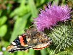 Red Admiral, Whitsand