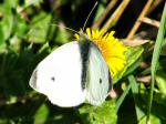 Small White Butterfly, Cotehele Gardens