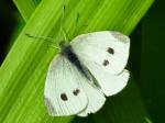 Small White Butterfly, Cotehele Gardens
