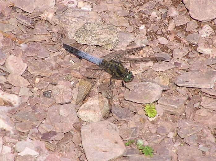 Male Black-Tailed Skimmer, Slapton Ley