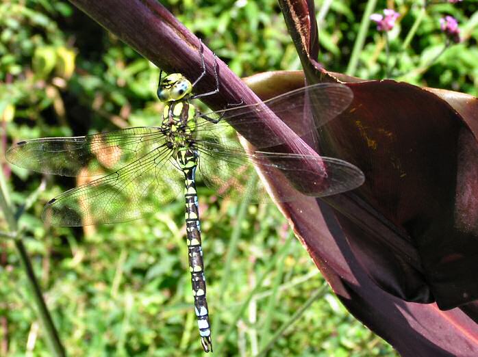 Golden Ringed Dragonfly, Slapton Ley