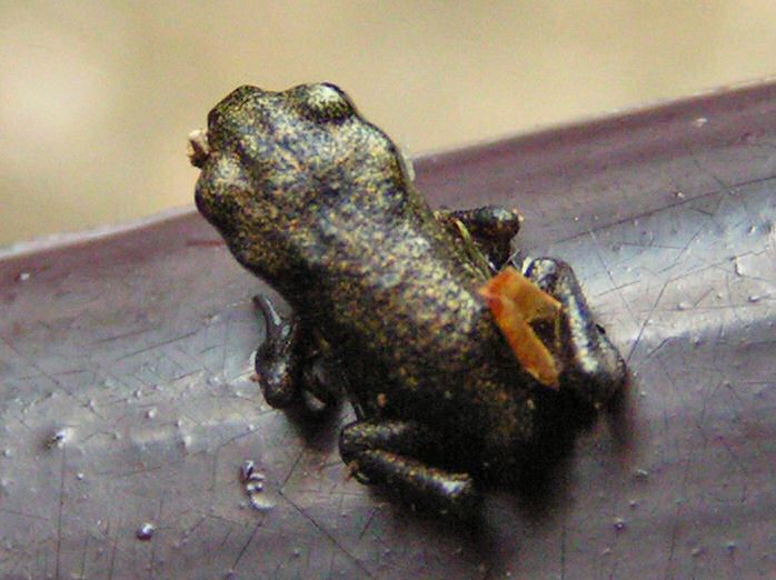 Common Frog - Cotehele Gardens