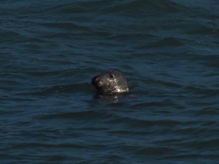 Grey Seal - Harlyn Bay