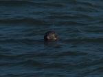 Seal, Harlyn Bay