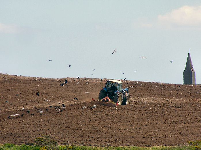 Ploughing the fields - Rame